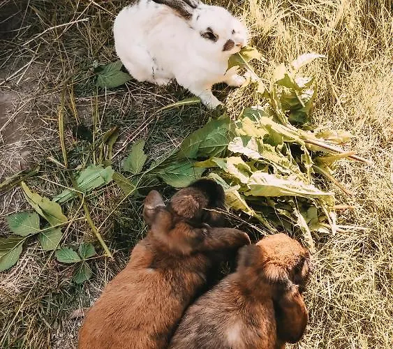 Posers Bergwelt Schladming